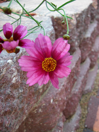 floral1