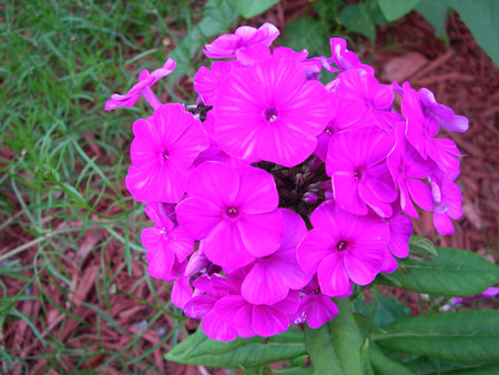 floral2