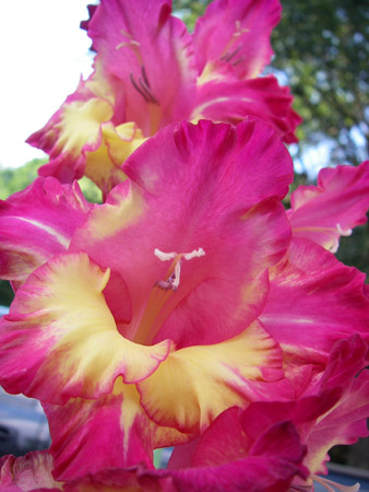floral9